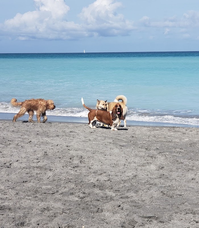 Jupiter Dog Beach in Jupiter