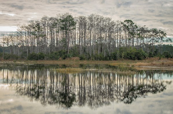 Cypress Creek Natural Area photo