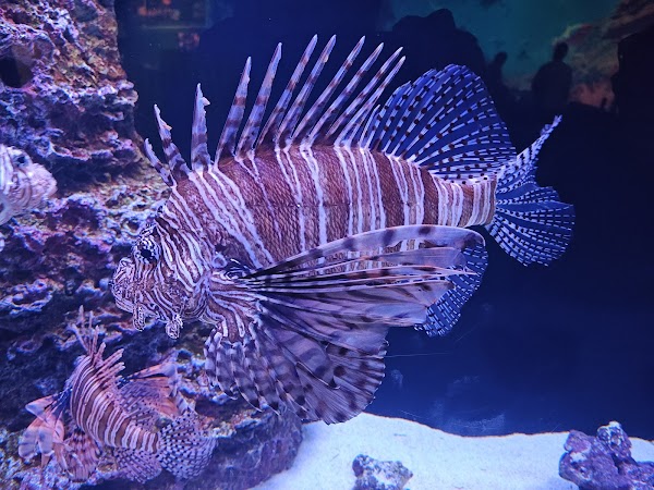 Loggerhead Marinelife Center photo